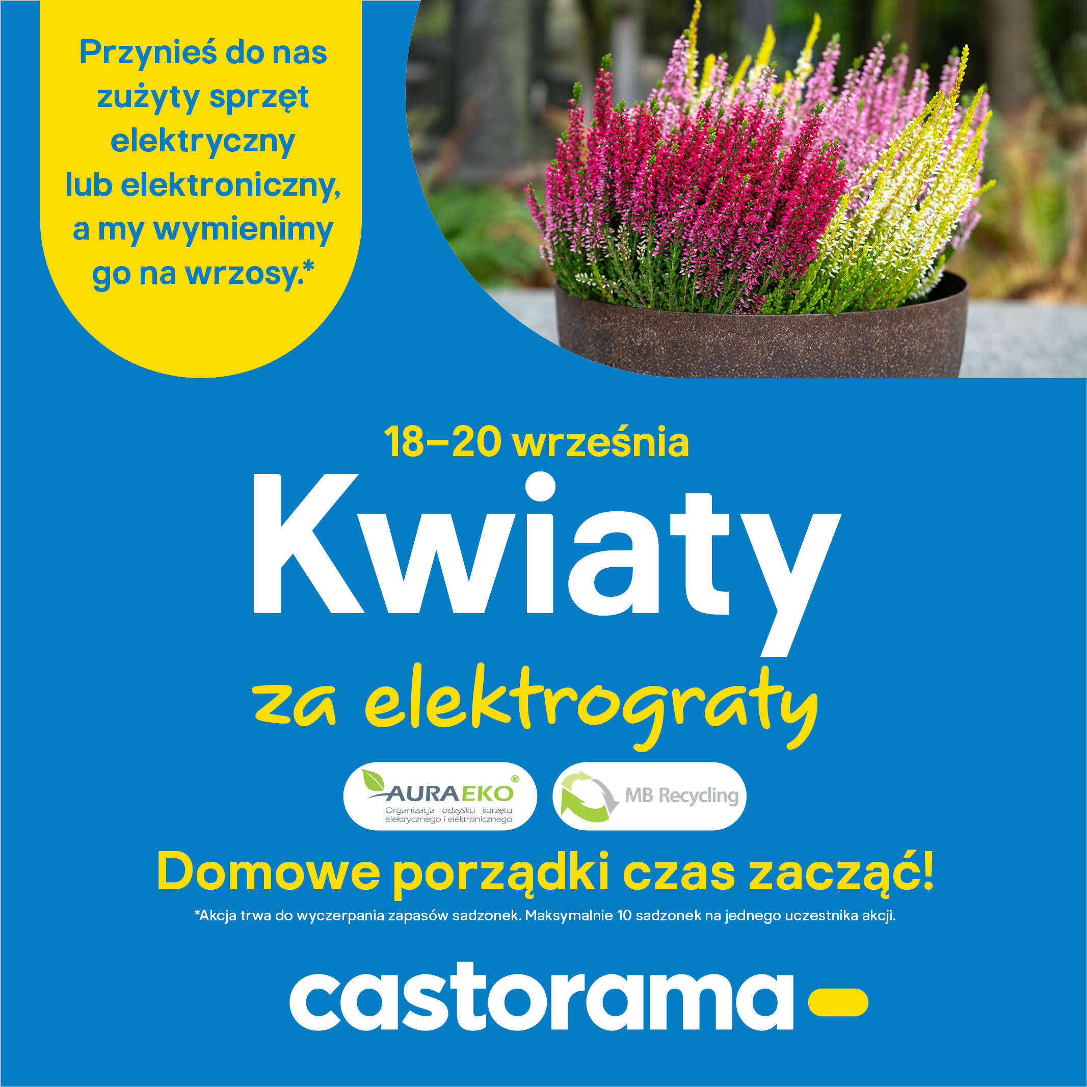 Castorama: Kwiaty za elektrograty