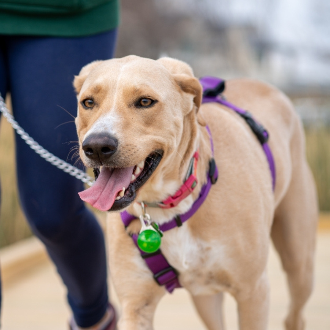 Zdrowy początek roku także dla pupila. Jak mądrze zadbać o dietę psów i kotów?